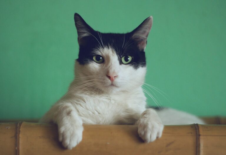 Peaceful cat resting on a soft blanket, representing compassionate cat cremation services at PetsToRemember