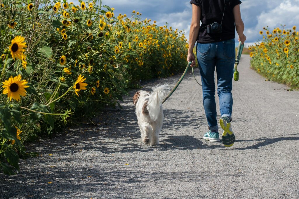 How Much Does Pet Cremation Cost in Orlando in 2026? by PetsToRemember